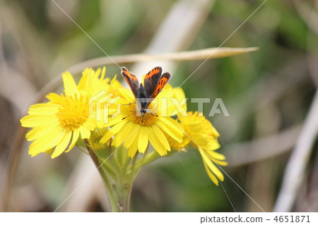 Lycaena phlaeas Lycaena phlaeas 4651871