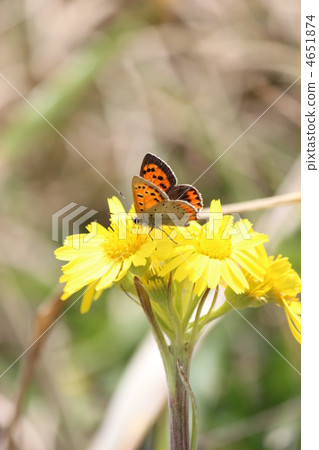 Lycaena phlaeas Lycaena phlaeas 4651874