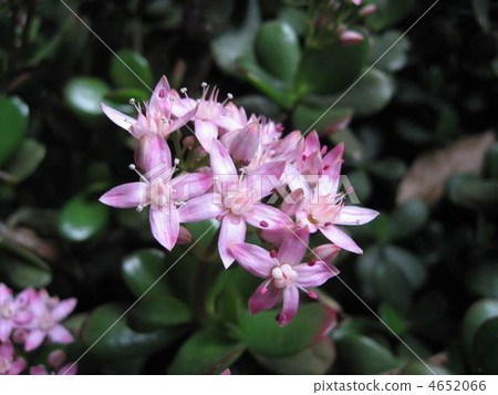 金樹 金樹 4652066