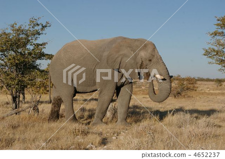 Wild African elephant 4652237