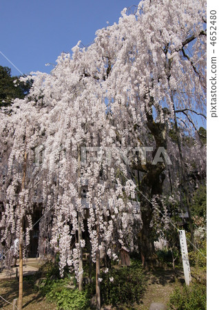 奈良縣 春季景觀 宇多天皇 4652480