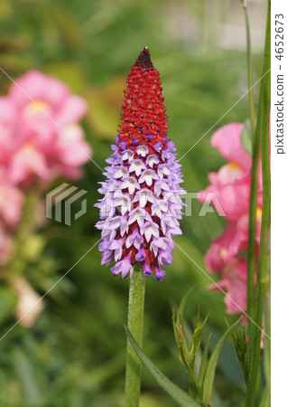 複數 報春花 多年生耐寒 4652673