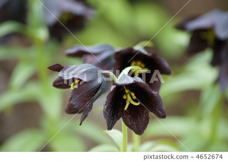 黑百合 花朵 花 4652674