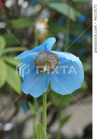 藍罌粟 綠絨蒿 多刺綠絨蒿 4652675