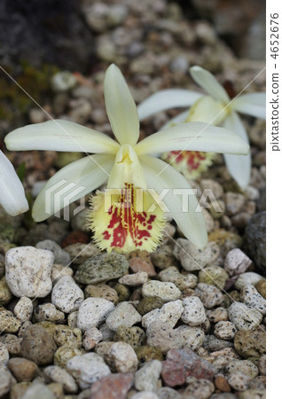 台灣製造 奶油色 蘭科 4652676