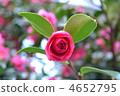 rose, roses, bloom 4652795