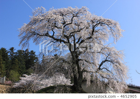Cherry blossoms at Ishizuka 4652905