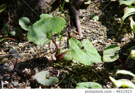 pixta限定素材 幼叶发芽的新芽[4652923 图库照片包含巨蜂斗菜