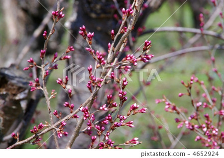 花桃子芽的芽在開花的花桃樹前 4652924