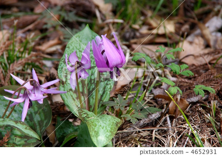 Flower of miscellaneous trees Katakuri flowers Katakuri flowers Katakuri 4652931