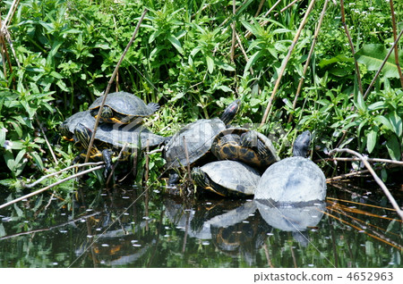 Green turtles are called red ear turtles as they grow bigger. I wake up from hibernation. 4652963