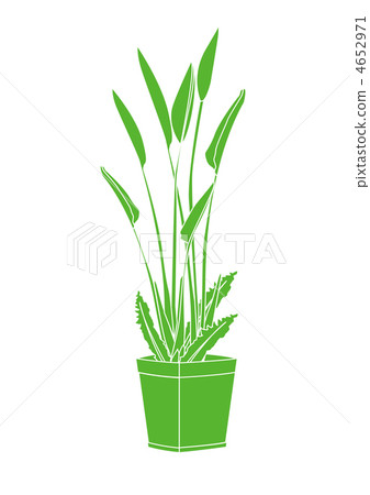 葉子植物 4652971