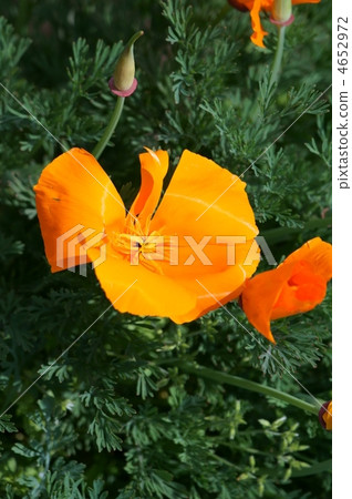 Hanabishi grass It is a petal of luster that looks like a vinyl. 4652972