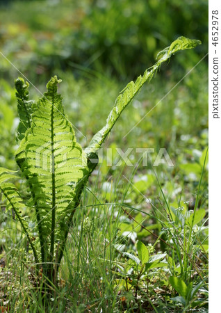 Groove Ferns are summer greens ferns of spring awakening. Groove Ferns are summer greens ferns of spring awakening. 4652978