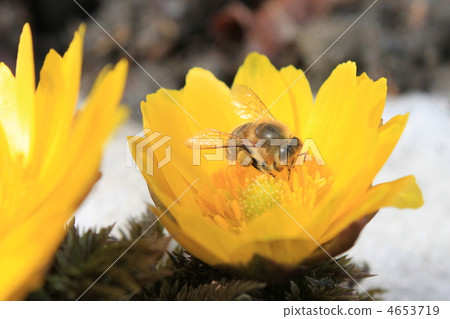 Honeybees sucking nectar from Fukusuke Honeybees sucking nectar from Fukusuke 4653719