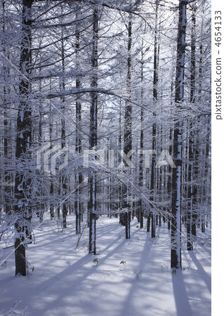 larch forest, japanese larch, rime 4654133