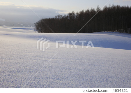 白雪皚皚 雪景 正在成長的樹木 4654851