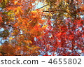 秋天的樹葉 4655802