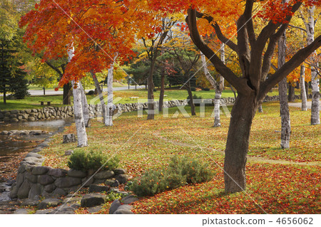 maple, yellow leafe, nakajima park 4656062