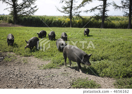 berkshire pig, pig farming, pig-keeping 4656162