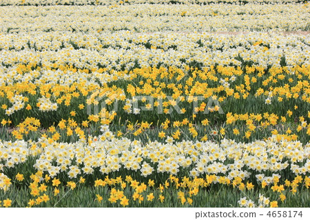 Narcissus field of Komagane Narcissus field of Komagane 4658174