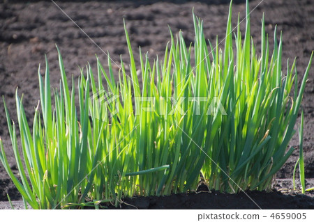 leek field, welsh onion, green onion field 4659005