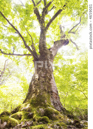 Tsuchinooki巨大的樹巨大的樹新鮮的綠色環境圖像圖像材料 4659081