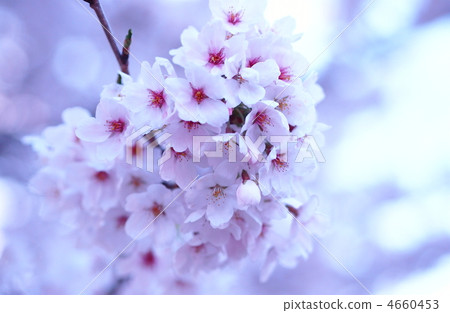 盛開的櫻花樹 盛開的櫻花樹 4660453