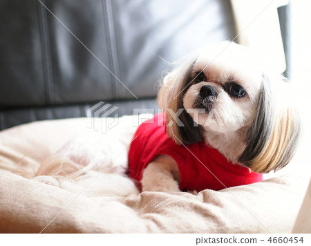 米色西施 4660454