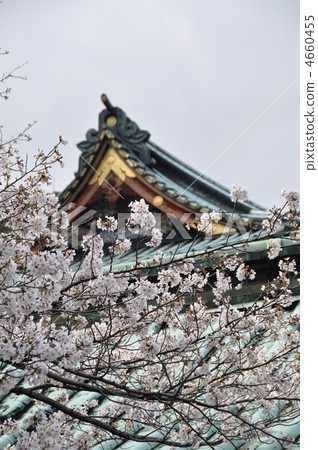 靜岡淺間神社大樓和櫻花 4660455