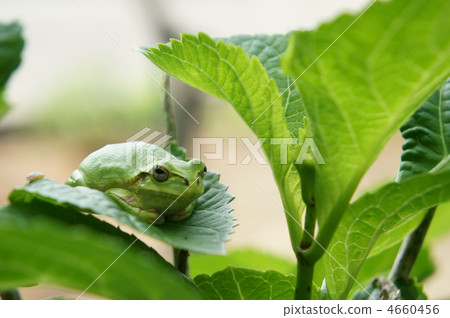 日本樹蛙 日本樹蟾 青蛙 4660456