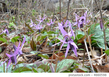 Katakuri Katakuri 4660598