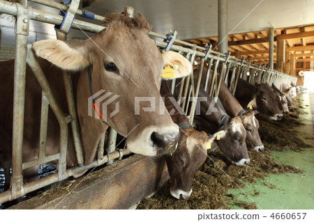 Cows feeding Cows feeding 4660657