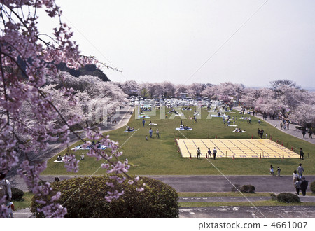 Maizuru mountain Park and cherry blossoms 4661007