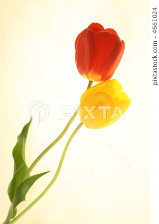 cut flowers, tulipa, bloom 4661024