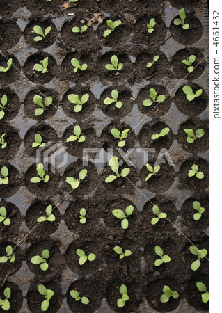 small plants small plants 4661432