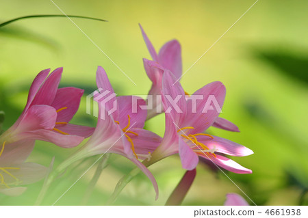 Saffron Moddoki Saffron Moddoki 4661938