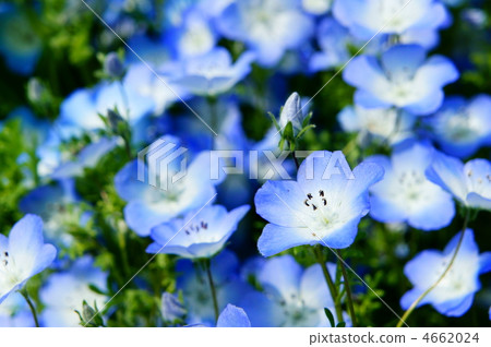林草屬植物(一種園藝觀賞植物) 花朵 花 4662024