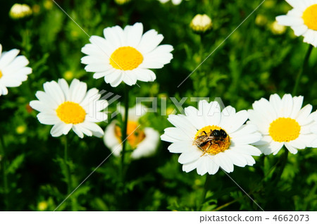 雪球 花朵 花 4662073