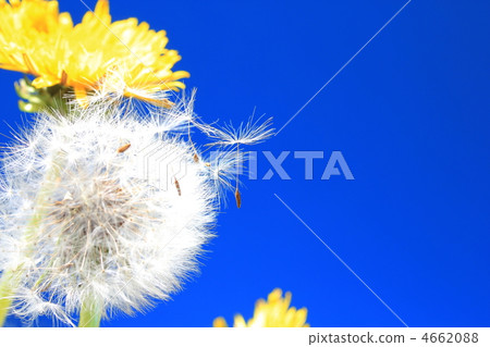 Dandelion Dandelion 4662088