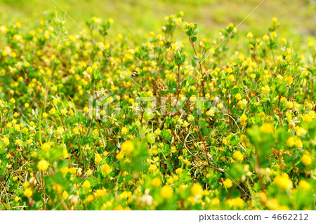 trifolium dubium, bloom, blossom 4662212