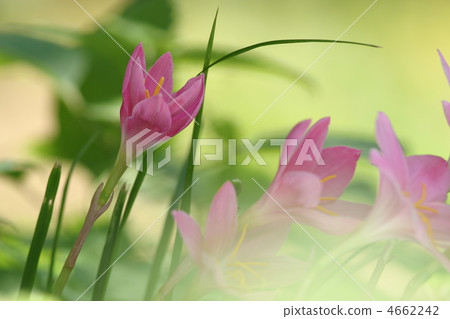 Saffron Moddoki 4662242