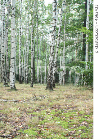 green forest 4662433