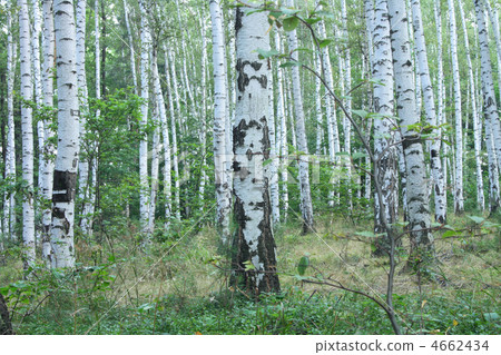 green forest green forest 4662434