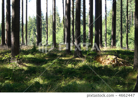 green forest green forest 4662447