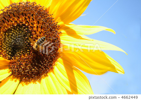sunflower and blue sky sunflower and blue sky 4662449