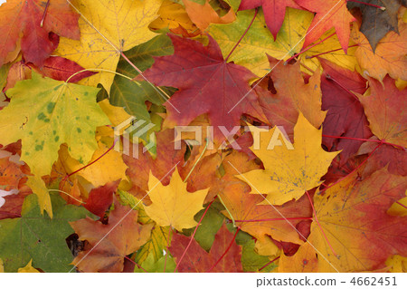 autumn background autumn background 4662451