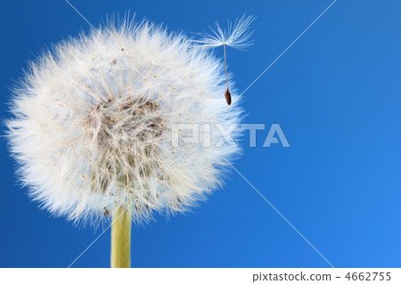 Dandelion's fluff Dandelion's fluff 4662755