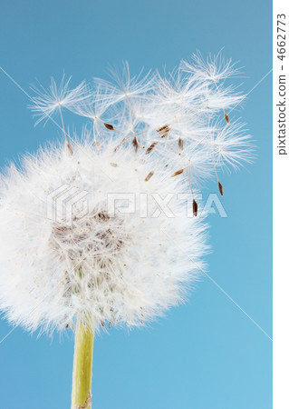 蒲公英的絨毛 4662773