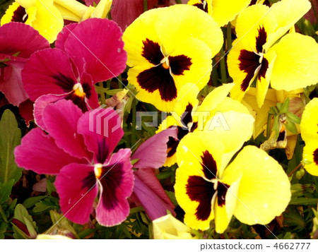 冬天開花三色堇 冬天開花三色堇 4662777